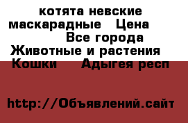 котята невские маскарадные › Цена ­ 18 000 - Все города Животные и растения » Кошки   . Адыгея респ.